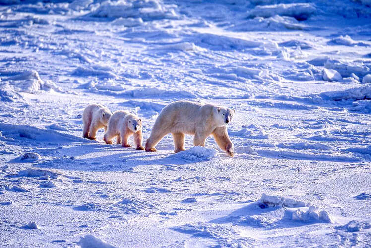 Stroll with the Polar Bears in Churchill