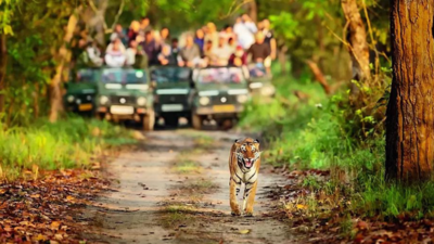 Safaris in buffer zones of tiger reserves get SC nod