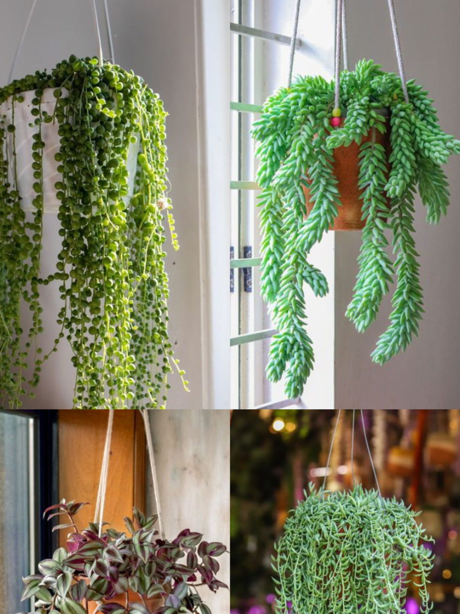 10 Hanging Plants For Window Decor 