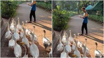 Kartik Aaryan gets mobbed by ducks on his 'ducks day out'