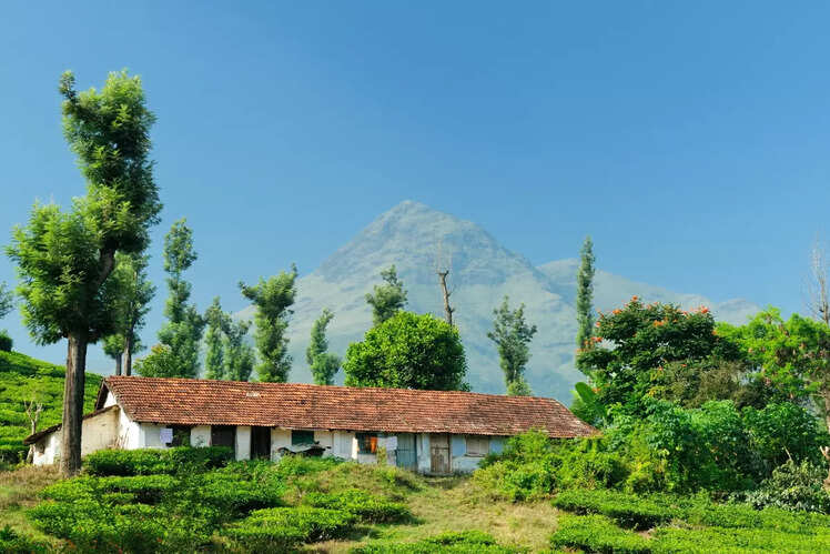Lush tea and coffee plantations