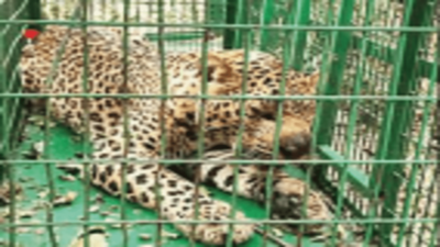 'Man-eater' big cat trapped after 2-month hunt