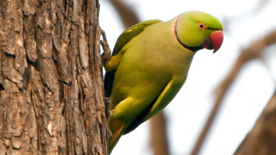 Parrot fever outbreak claims lives of 5 in Europe: What is this new deadly outbreak