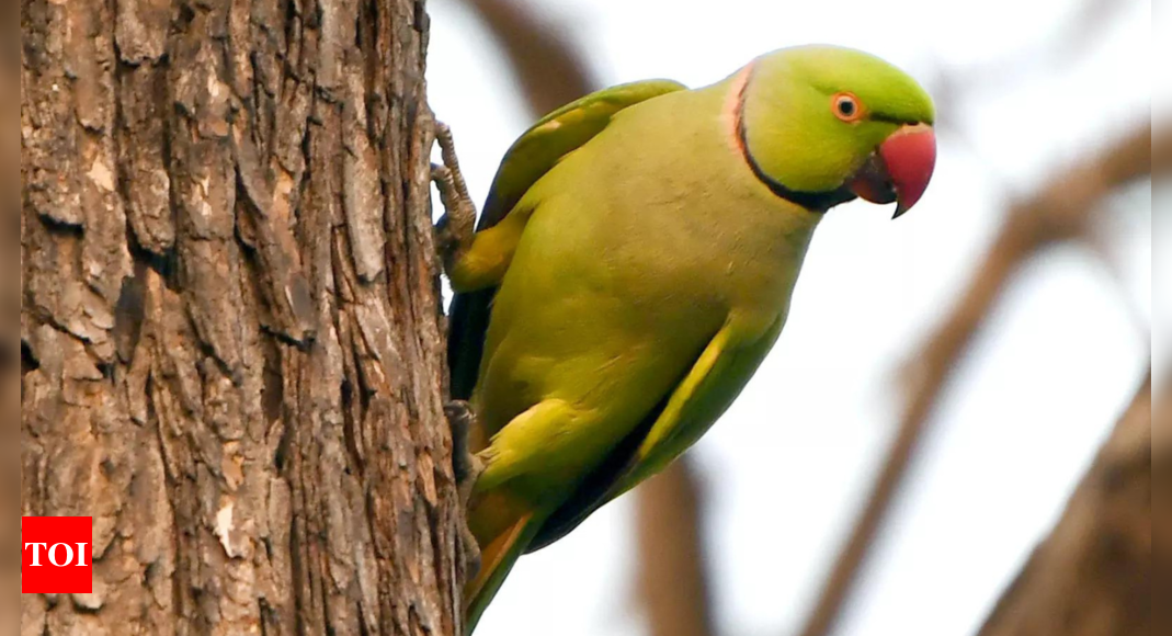 Parrot fever outbreak claims lives of 5 in Europe: What is this new deadly outbreak