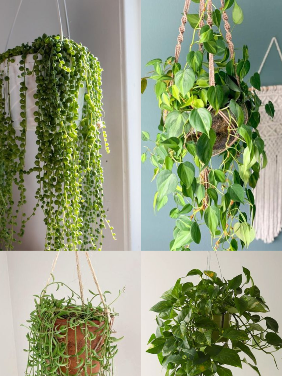 10 Hanging Plants For Entrance Door | Times Now