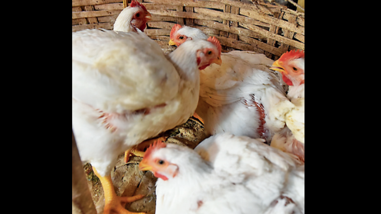 Sustainable Meat Chicken Breeds - Backyard Poultry