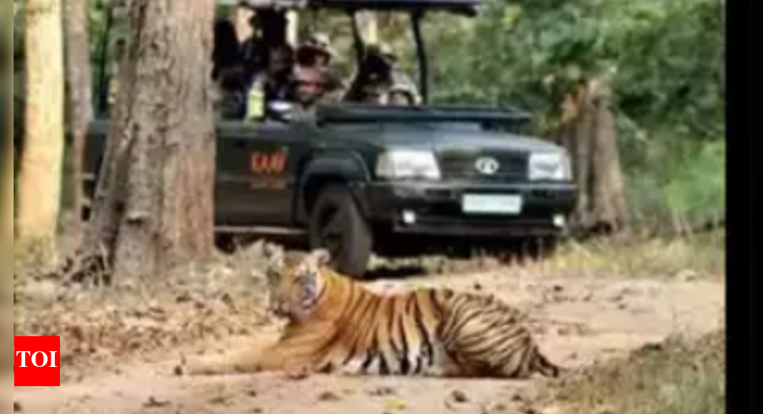 Jungle safari starts in new zone near Corbett Tiger Reserve - Vimarsana News