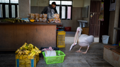 A 41-year-old pelican and other animals wait for their food at Nepal's only zoo