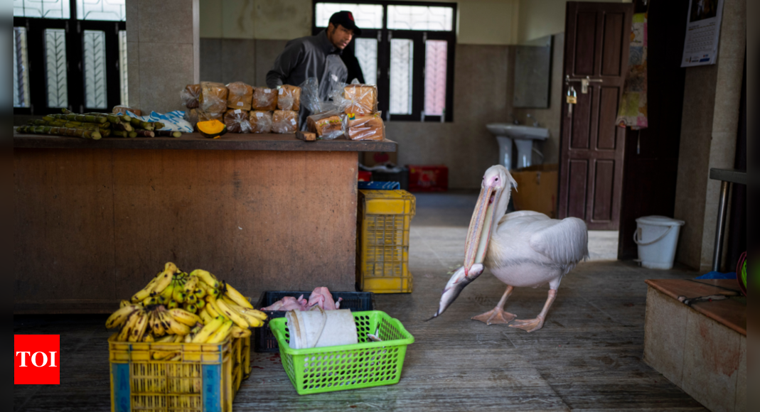 Un pélican de 41 ans et d'autres animaux attendent leur nourriture dans le seul zoo du Népal