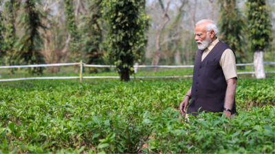 'Assam tea popular all over the world': PM Modi enjoys visit to 'splendid' tea gardens