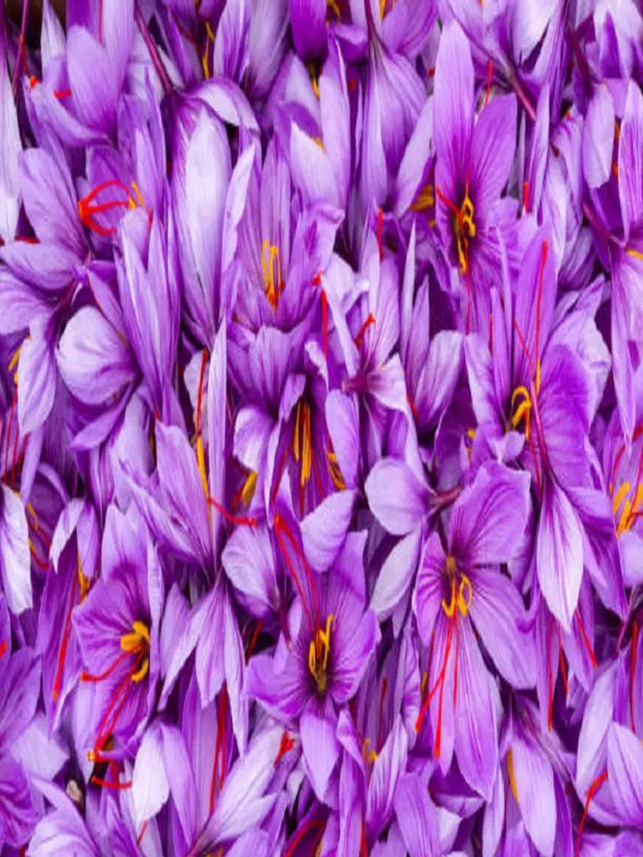 7 Benefits of Saffron to Overcome Manglik Dosh and Get Financial ...