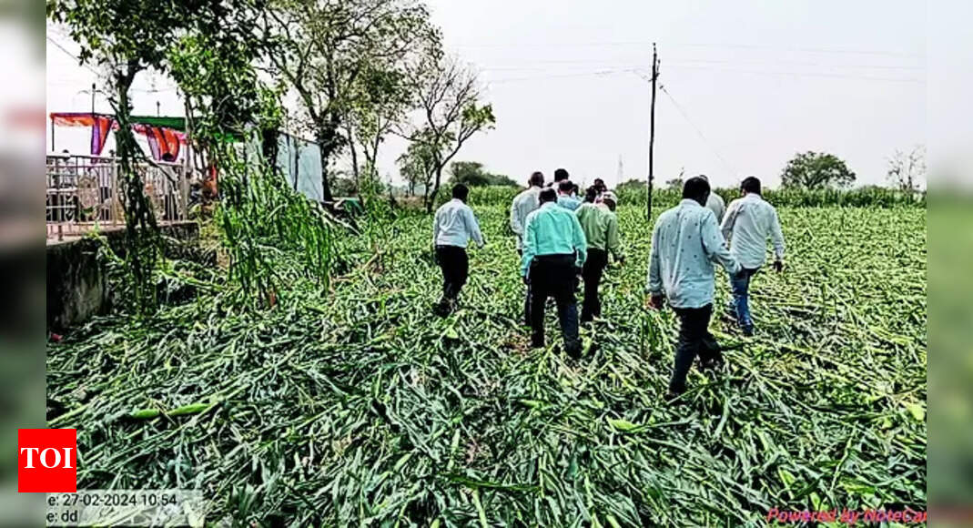 Crops: Crops damaged by unseasonal rain in Nashik division | Nashik ...