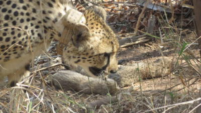 Indian cheetah family grows: Kuno welcomes five new cubs, totaling 13