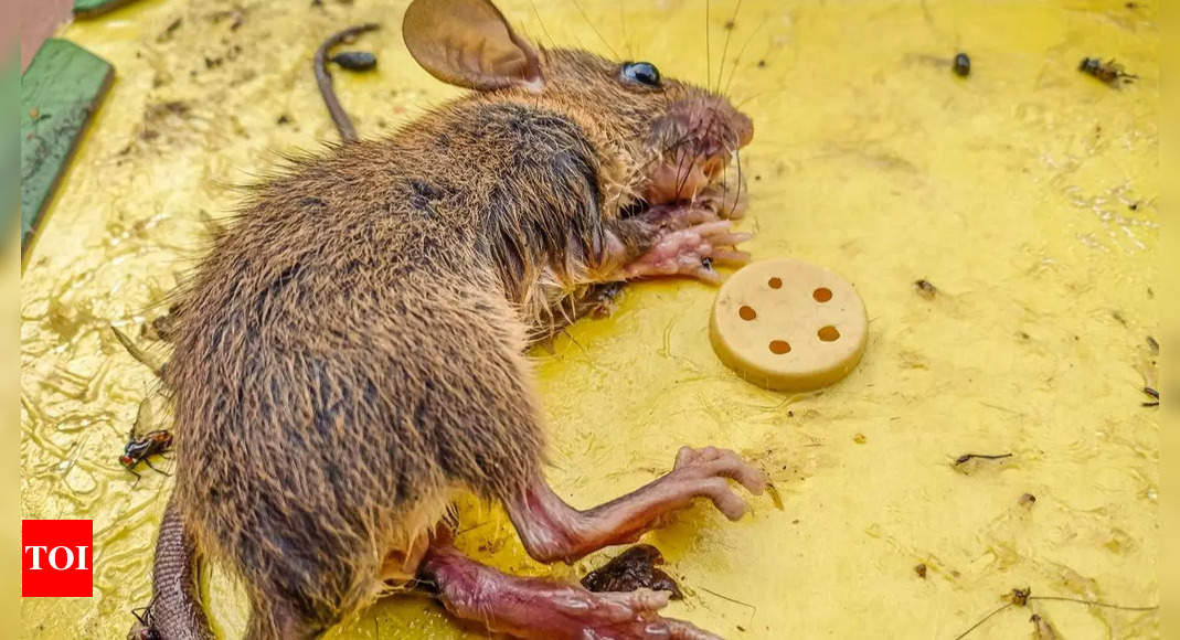 Leading e-Commerce sites remove cruel Glue Traps to catch rodents ...