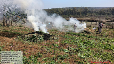 Opium plants worth Rs 10 crore destroyed in Odisha forest