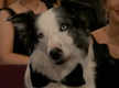 
Oscars 2024: Messi, the canine star of 'Anatomy of a Fall,' steals the show with his dapper bow-tie appearance
