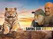 
How Shantanu Moitra & Nalla Muthu, who produced TOI’s Tiger Anthem, fell in love with tigers
