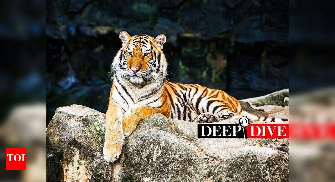 What the red alert on tiger poaching gangs mean Times of India