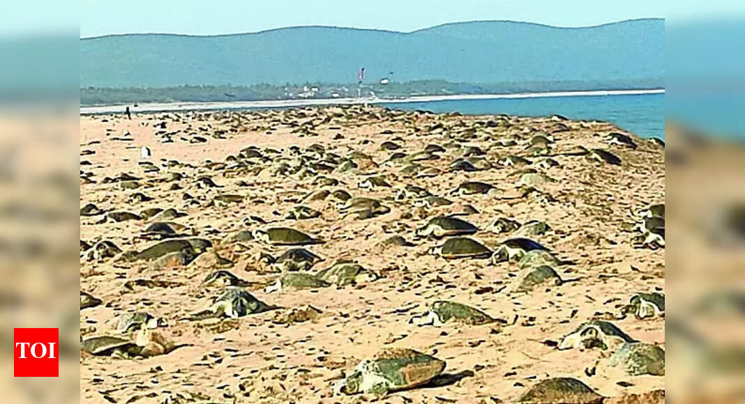 Sea Turtle Research Centre: Ganjam district to get sea turtle research centre | Bhubaneswar News - Vimarsana News