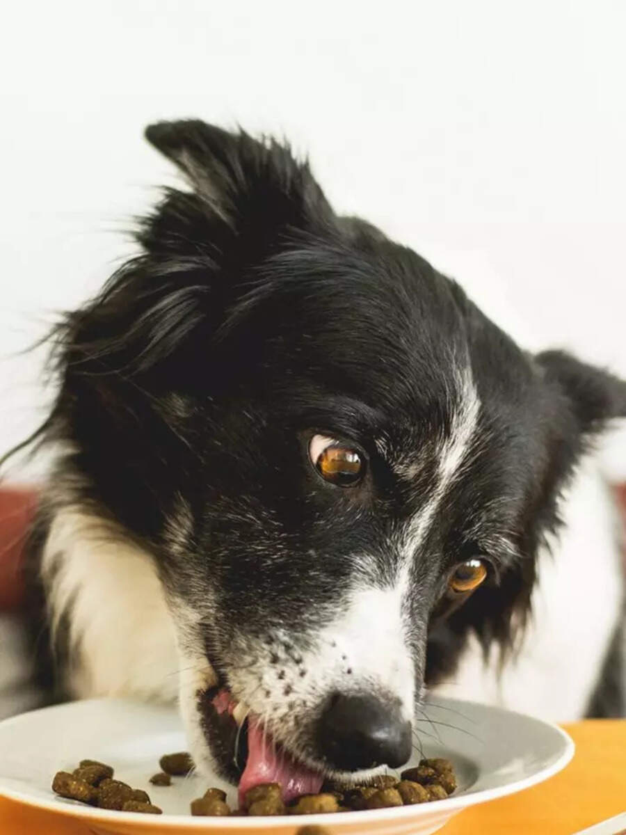 10 essential vitamins and minerals to include in your pet dog's diet ...