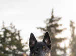​Interesting insights about German Shepherds​