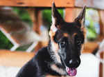 ​Interesting insights about German Shepherds​