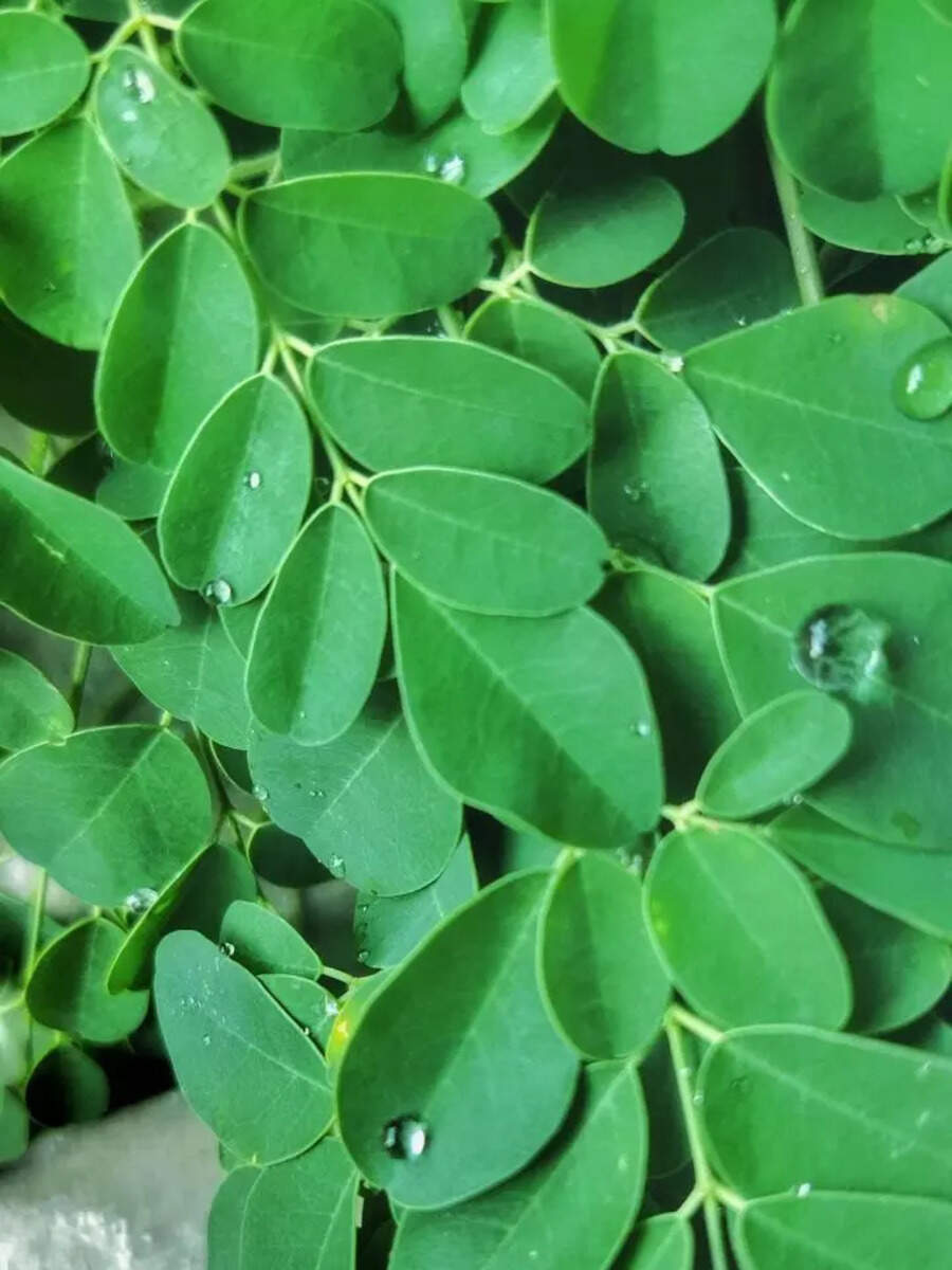  முருங்கை கீரை சாப்பிடுவதால் கிடைக்கும் ஆரோக்கிய நன்மைகள்! 