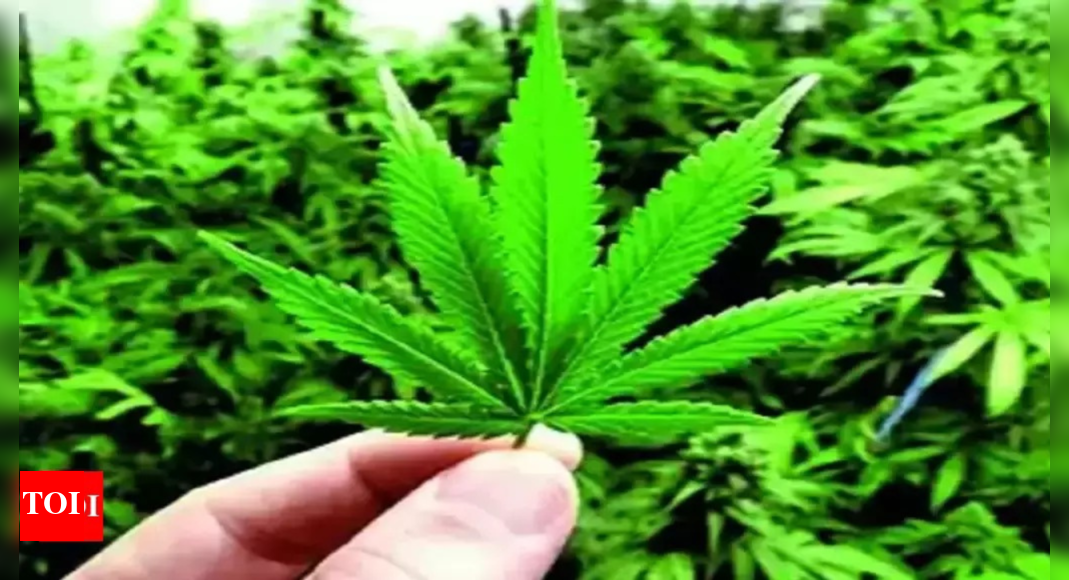 Hashish worth Rs 111cr seized in Pudukottai dist | Trichy News - Vimarsana News