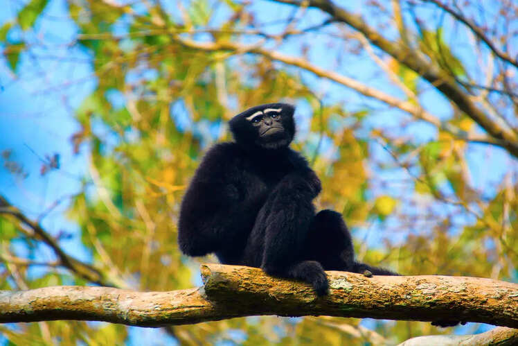 Murlen National Park