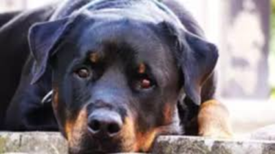 Dog killed while defending owner