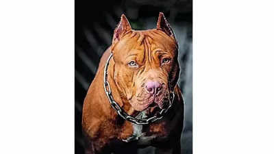 Ban import, breeding, sale of Pitbull, Rottweiler, Wolf Dogs, Terrier: Centre