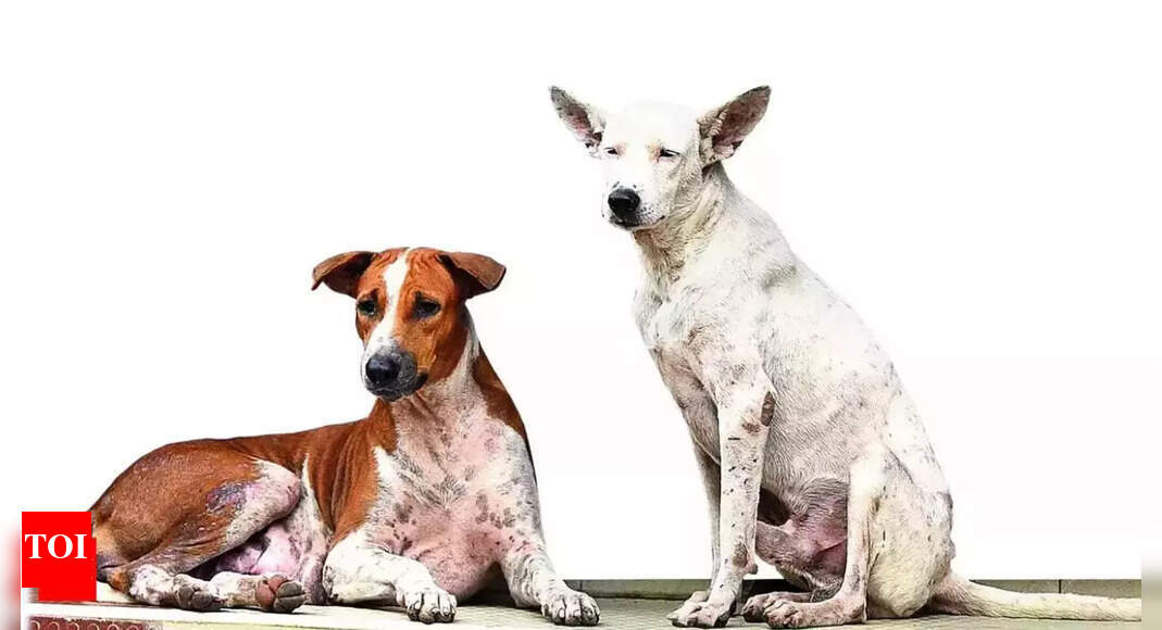 Surge in dog attack cases in Roorkee, doctors witness 6070 daily