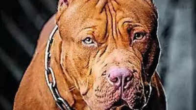 Centre acts to prohibit foreign dog breeds commonly used for illegal fighting after PETA India action
