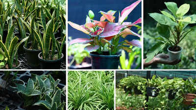 Plant parenting helps to meet nurturing instinct' - Times of India