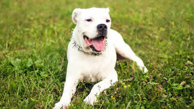 Dog Breed Banned In India: 23 dangerous dog breeds banned by the ...