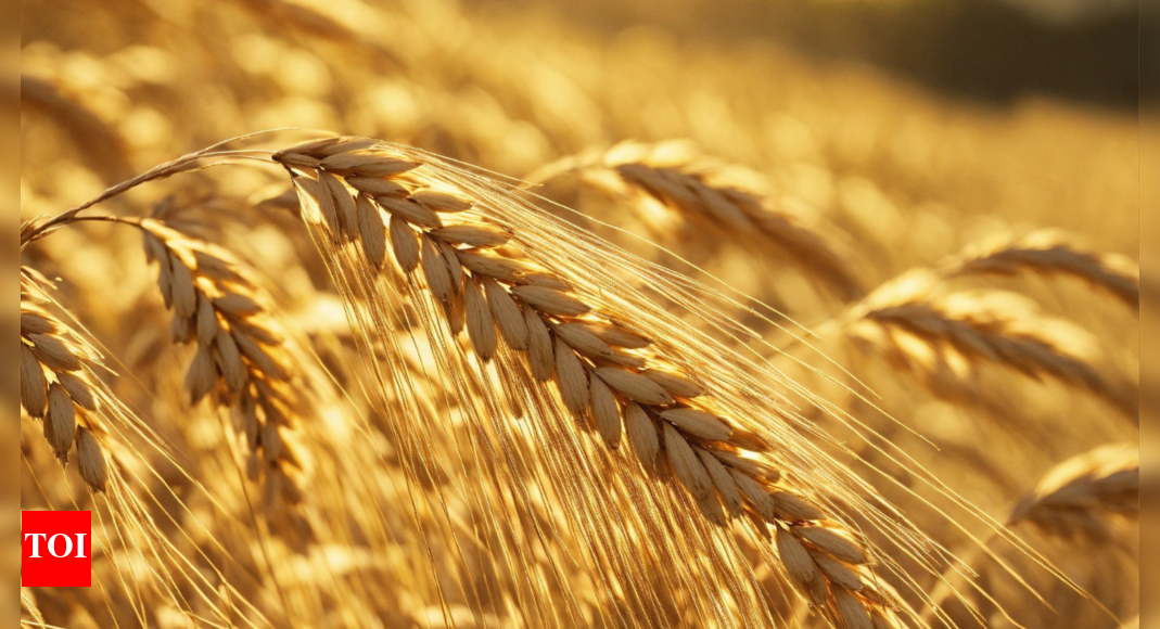 Chinese buyers cancel or postpone 1 million metric tons of Australian wheat, sources say – Times of India