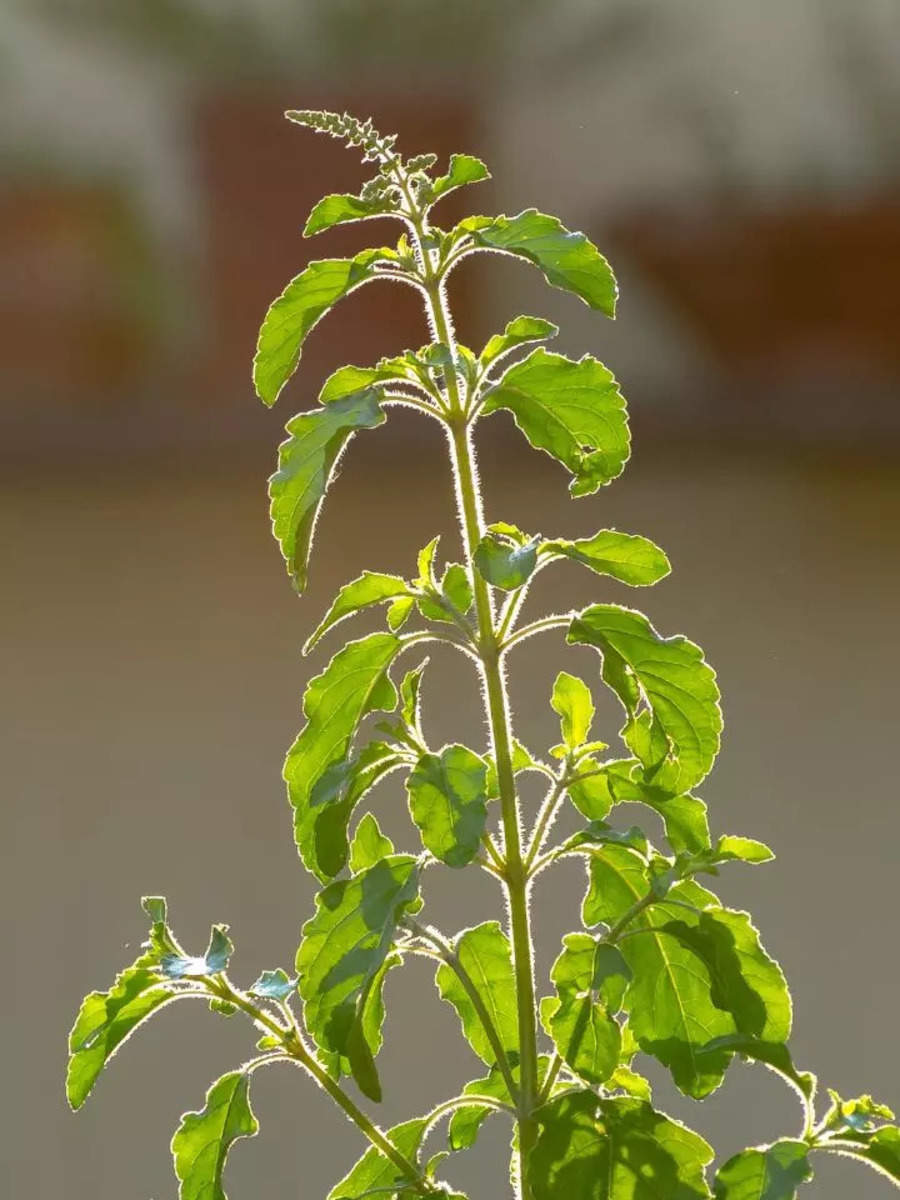 How to take care of Tulsi plant at home