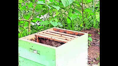 Plantation Corp’s apiculture side gig aims for extra bucks