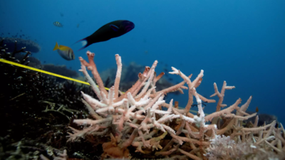 Australian scientists find coral bleaching in Great Barrier Reef's far north