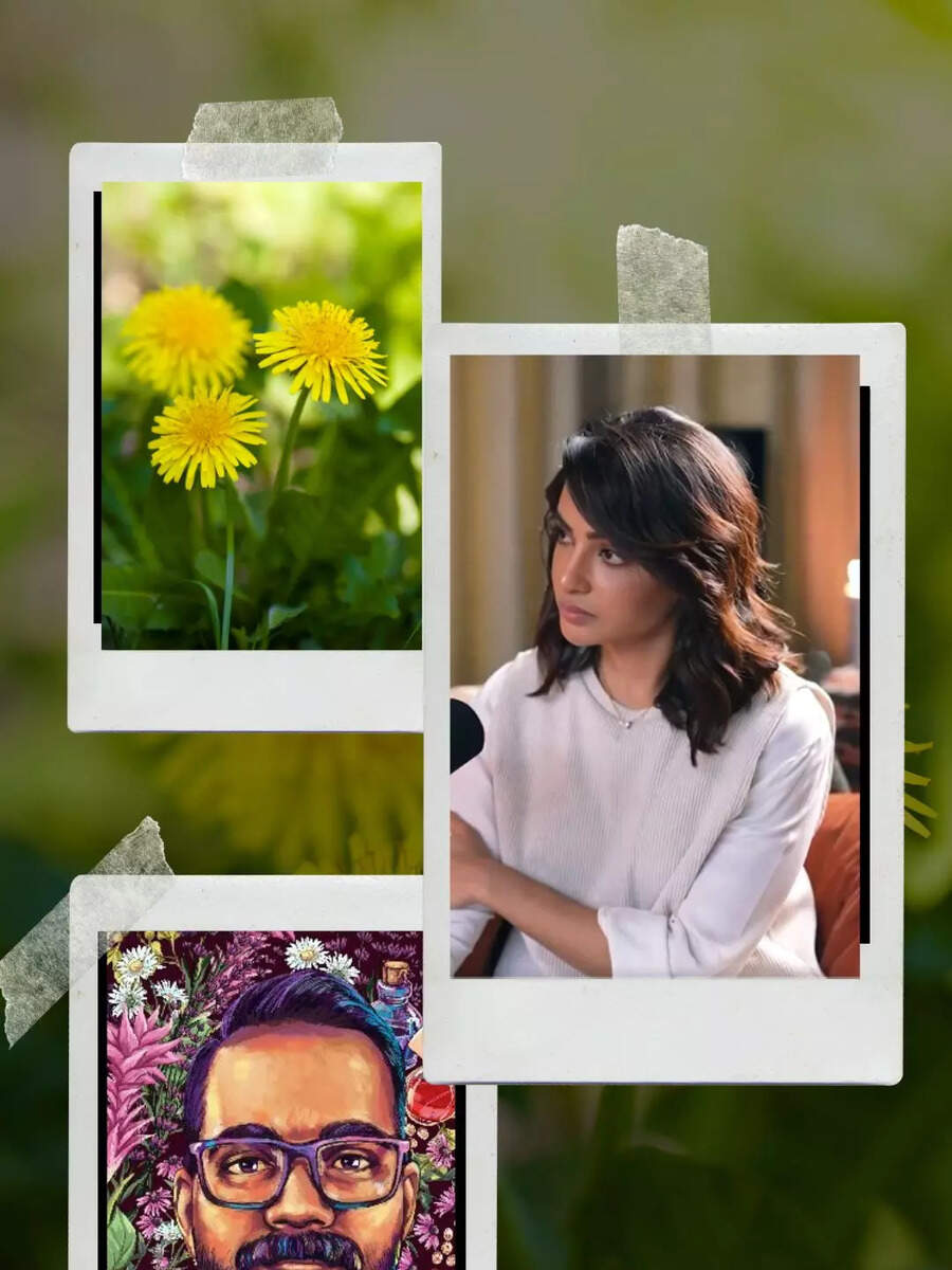  சமந்தாவை சிக்கலில் தள்ளும் டேன்டேலியன்... என்ன விஷயம்? 