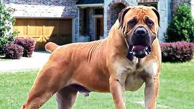 Govt bans 25 ferocious dog breeds: Conditions apply for existing owners to keep the pet