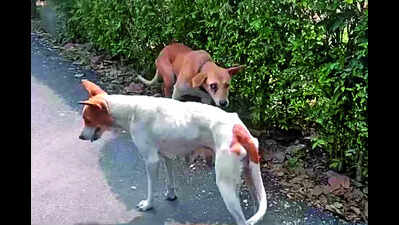 Activists seek right to feed Central Park strays