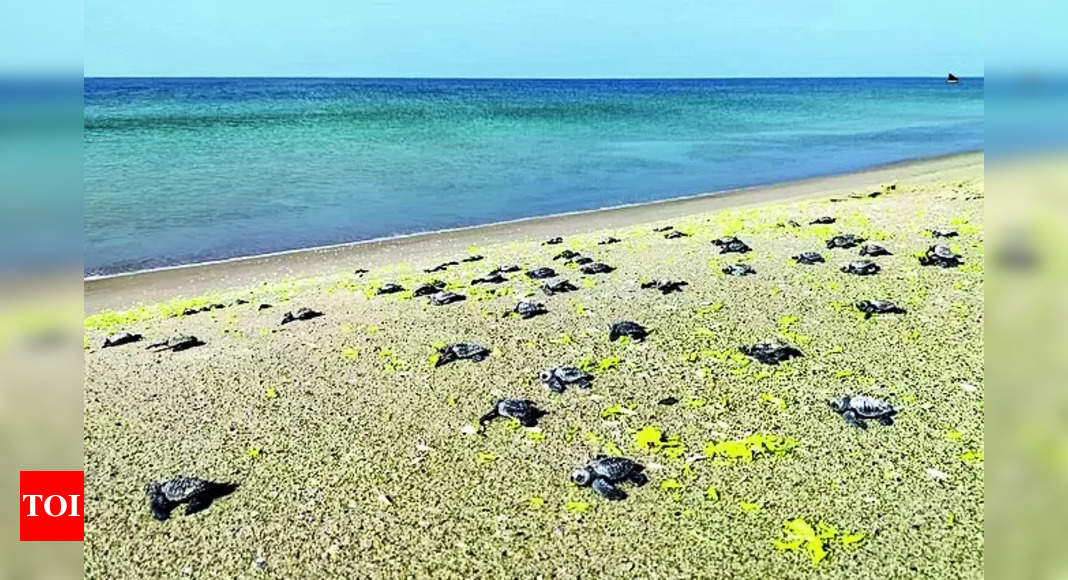 Turtle Hatchlings: Release of 80 Olive Ridley Turtle Hatchlings at Gulf ...