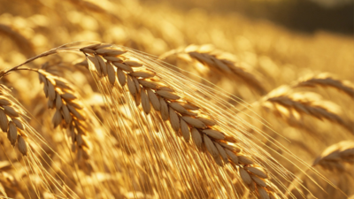 Wheat up 1%, recovers from losses as attacks on Ukraine support prices