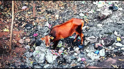 Plastic waste causes poor soil health in cities: CURaj