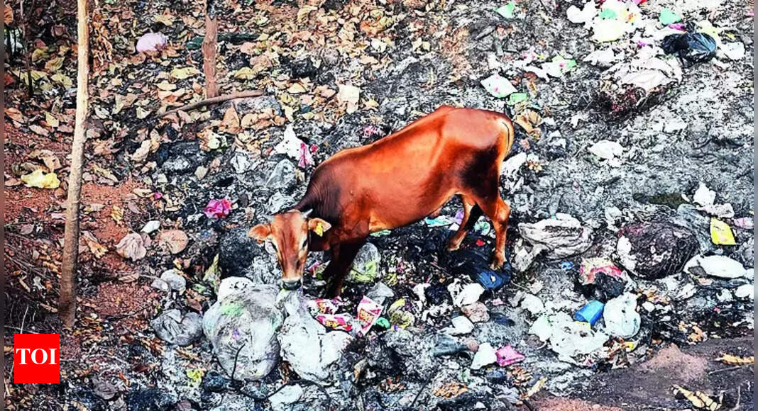 The Impact of Plastic Waste on Soil Health