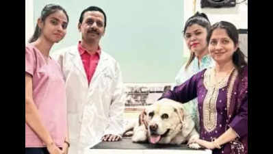 Surgery to be ‘India’s first canine kidney transplant’