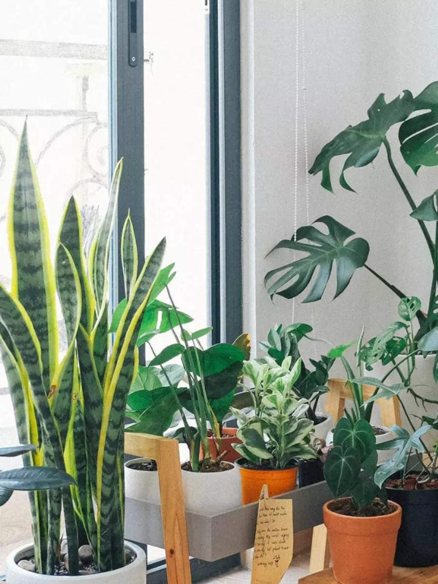 Top 10 easy-to-manage indoor plants | Times of India