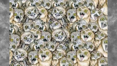 Optical illusion: Can you spot the fake owl in under 6 seconds?