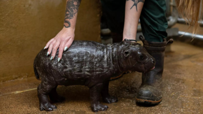 It's a boy! Athens zoo welcomes birth of rare pygmy hippo
